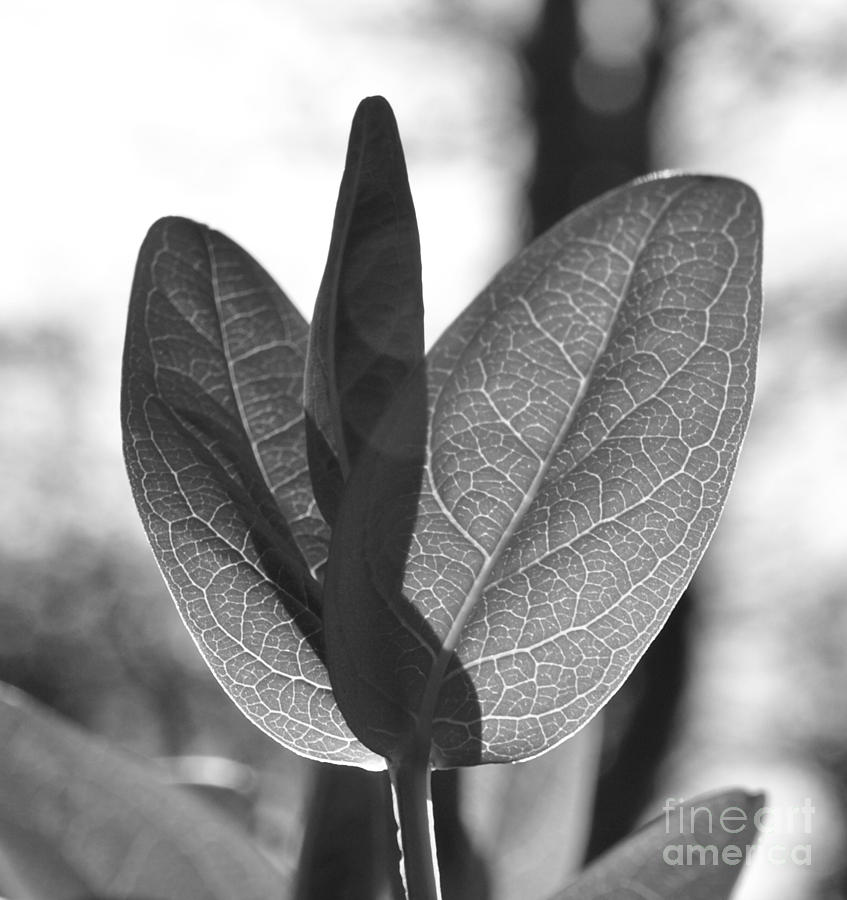 Leaf Veins Photograph by Richard Brookes
