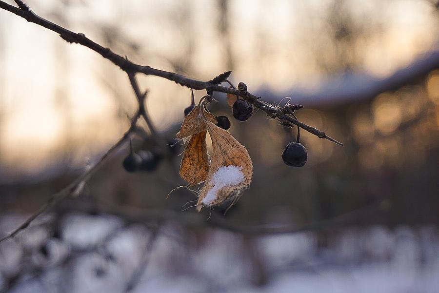 Leaf with Berries Winter Photograph by Desmond Raymond