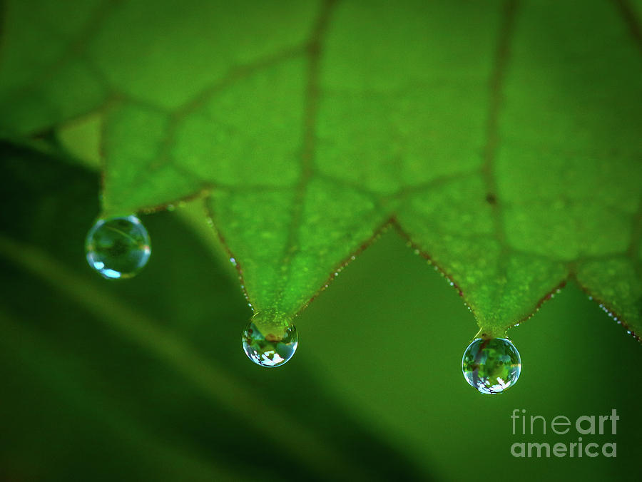 Leaf with Drops Photograph by Tom Claud