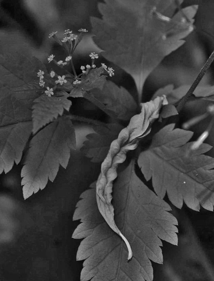 Leaf With Small Flowers Photograph by Charles Lucas