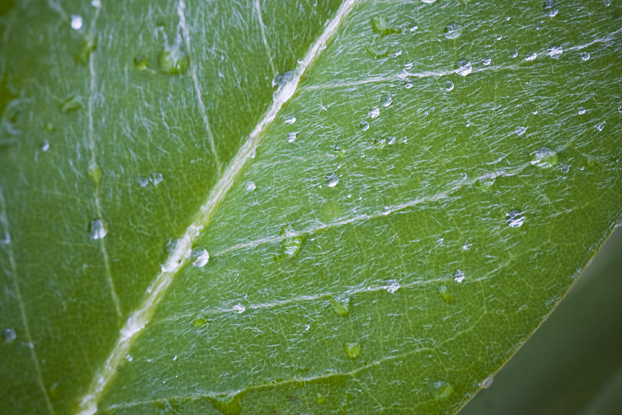 Leaf With Water Droplets Photograph by Bob Decker