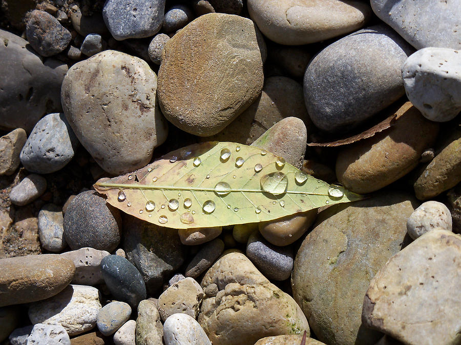 Leaf with Water Droplets in Rocks Photograph by Corinne Elizabeth Cowherd