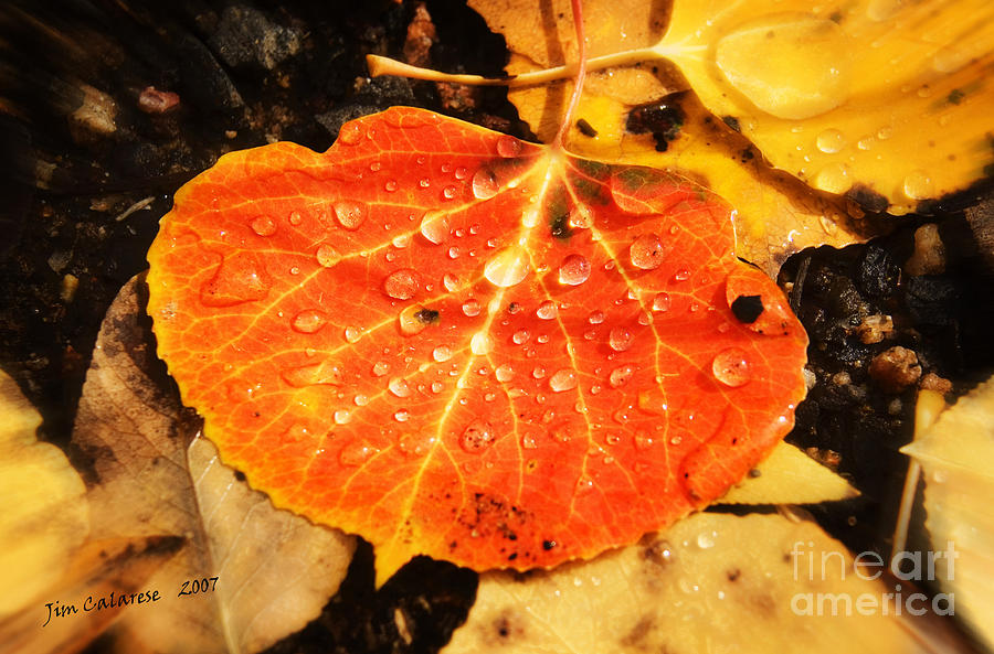 Leaf With Water Drops Photograph by Jim  Calarese