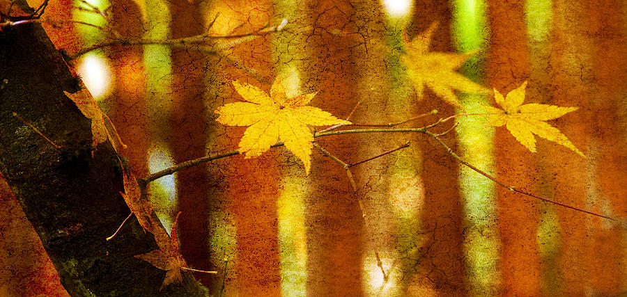 Leaf Zen A Photograph by Rebecca Cozart