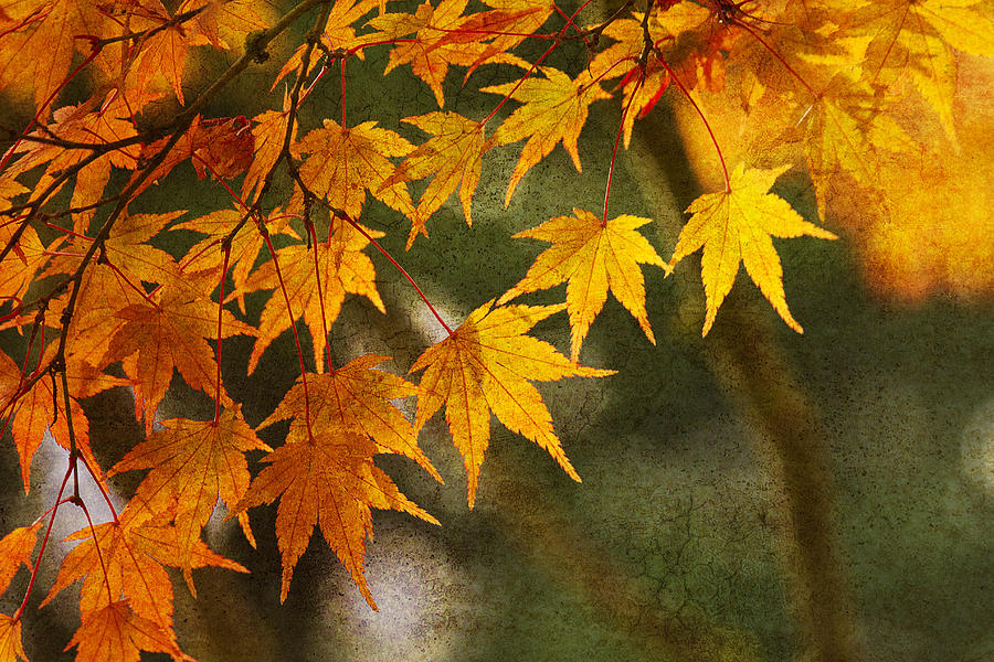 Fall Photograph - Leaf Zen B by Rebecca Cozart