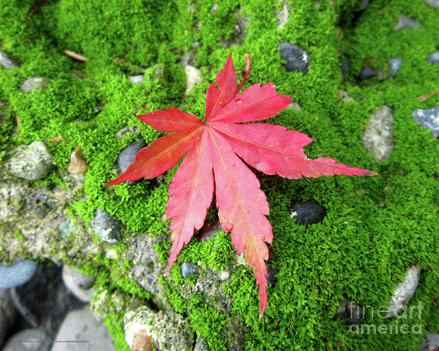 Garden Photograph - Leaf Zen by Katrina Perekrestenko Garden Photograph - Leaf Zen by Katrina Perekrestenko