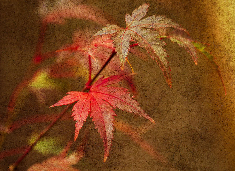 Fall Photograph - Leaf Zen R by Rebecca Cozart