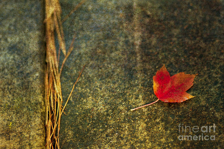Fall Photograph - Leaf Zen S by Rebecca Cozart