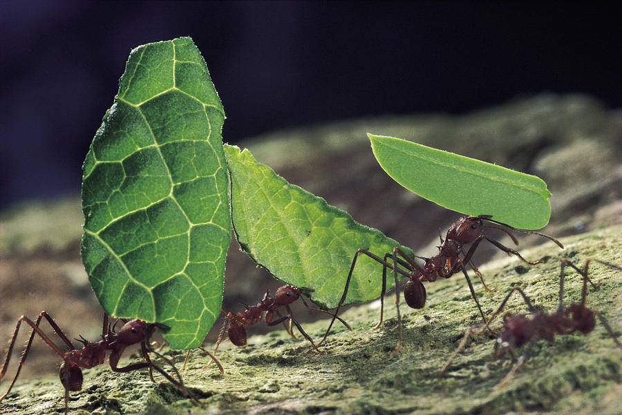 Leafcutter Ant Atta Cephalotes Workers Photograph by Mark Moffett