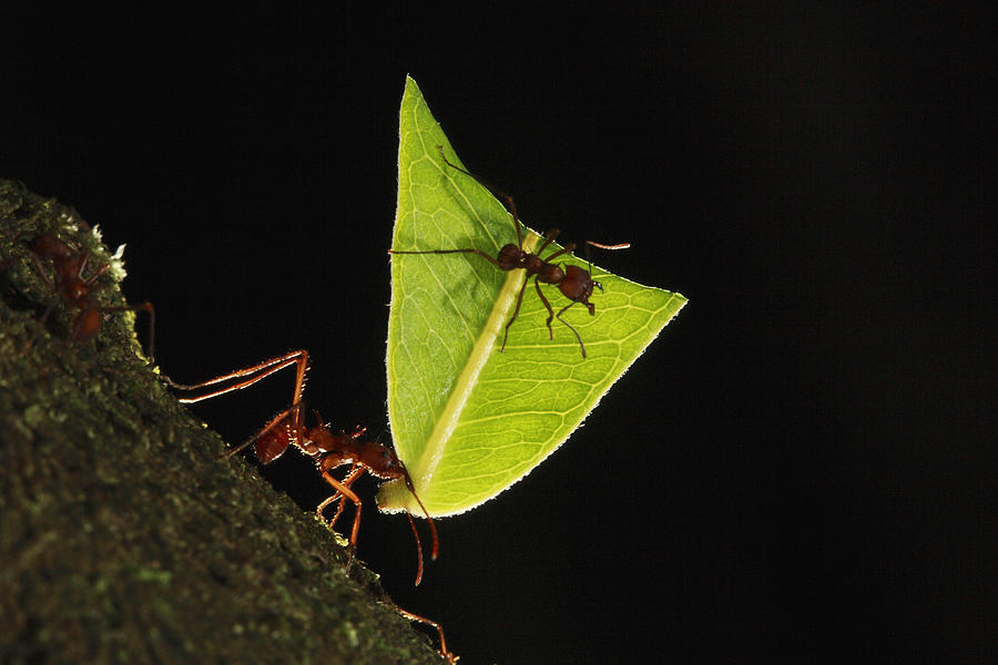 Leafcutter Ant Atta Sp Carrying Leaf Photograph by Cyril Ruoso