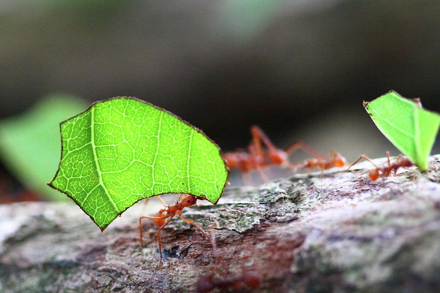 Leafcutter Ant Photograph by Bruce J Robinson