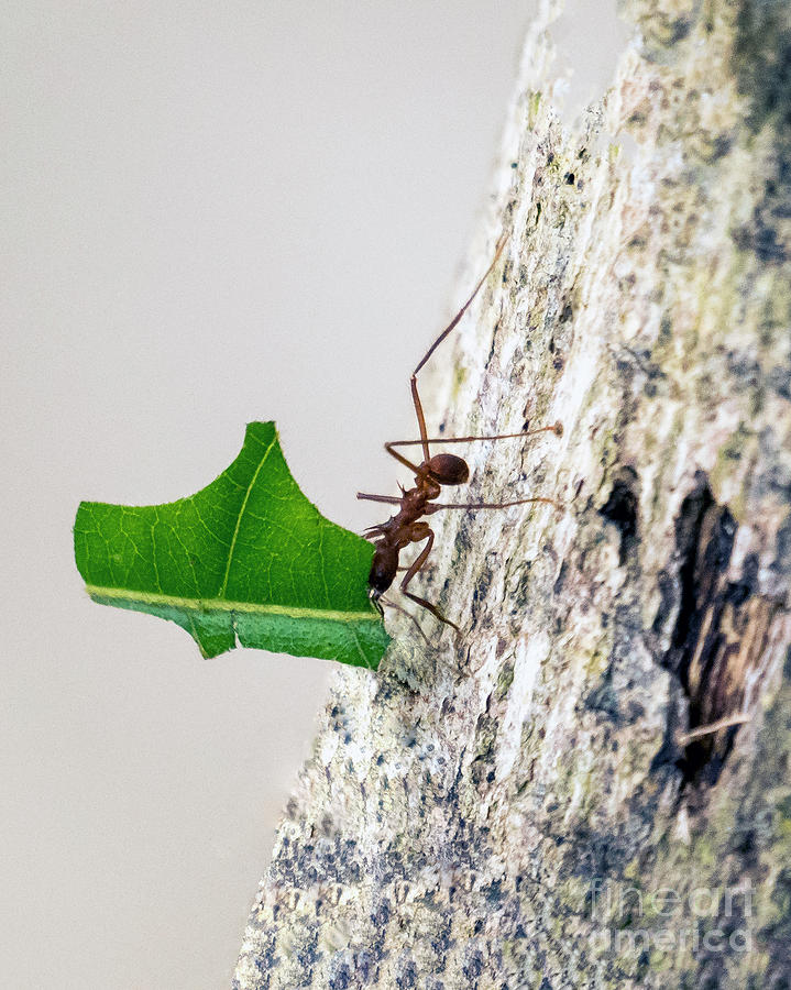 Leafcutter Ant of Costa Rica Photograph by Kenneth Lempert - Fine Art ...