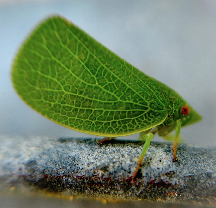 Leafhopper Photograph by Bruce Carpenter
