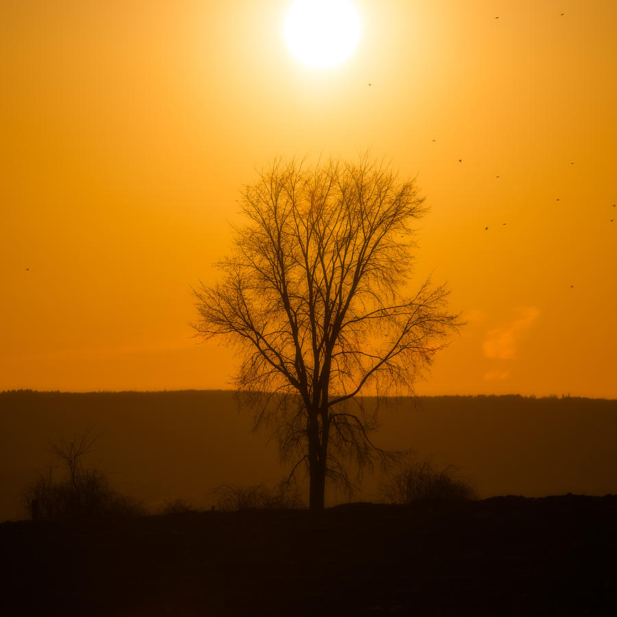 Leafless Sunset Silhouette Photograph by Chris Bordeleau