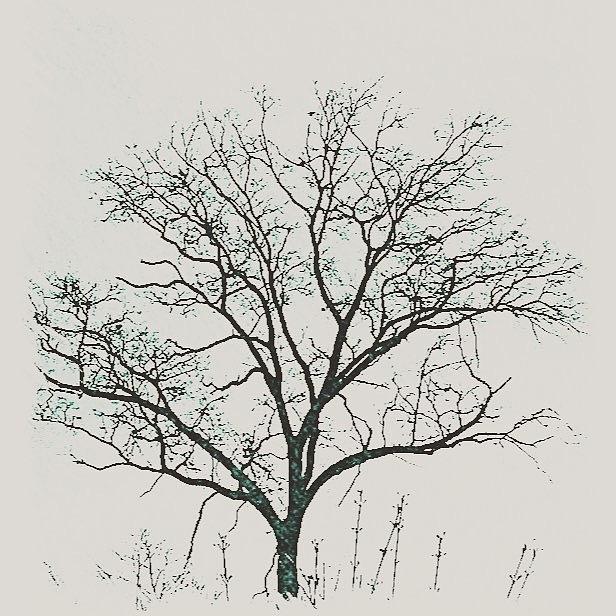 Leafless Tree Photograph By Laura Susan Photography Fine Art America