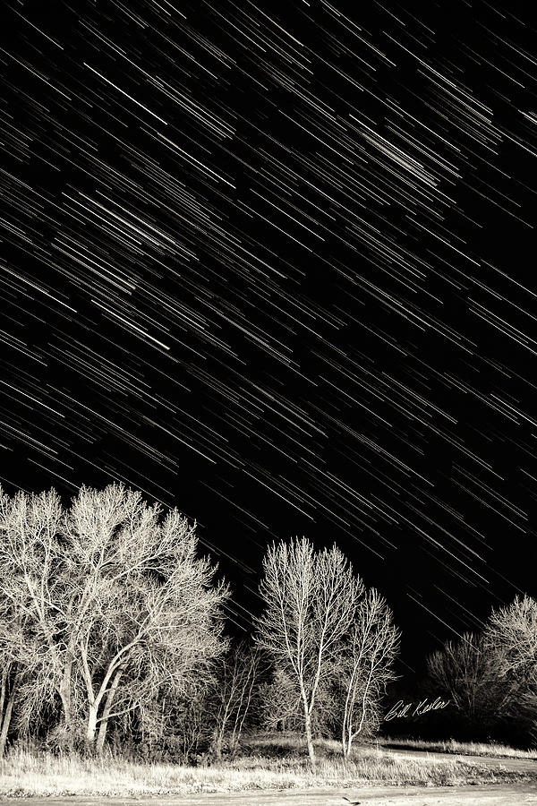 Leafless Trees And Star Trails Photograph by Bill Kesler