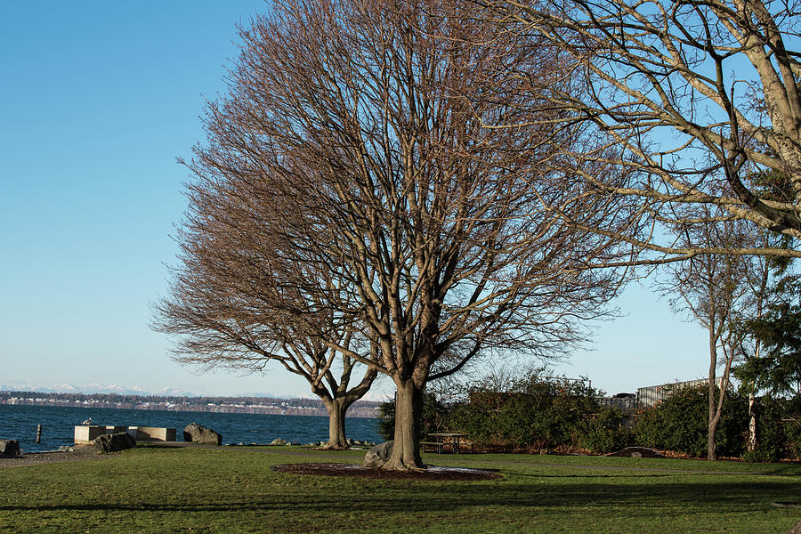 Leafless Trees at Marine Park Photograph by Tom Cochran