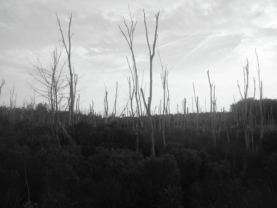 Leafless trees Photograph by WaLdEmAr BoRrErO