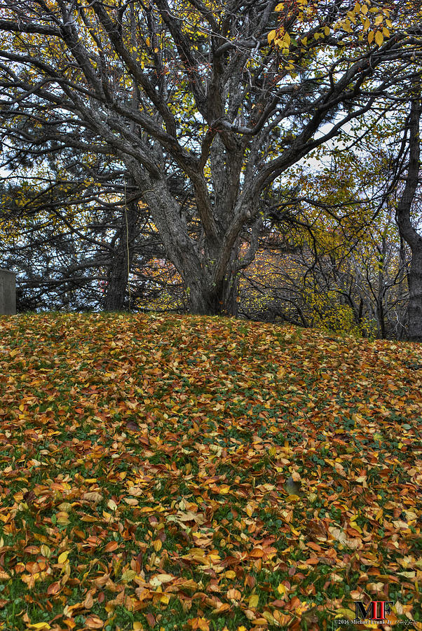 Leafs Beneathe The Trees Photograph by Michael Frank Jr