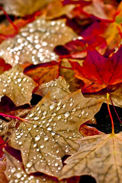 Still Life Photograph - Leafs by Jean-Francois Dupuis Still Life Photograph - Leafs by Jean-Francois Dupuis