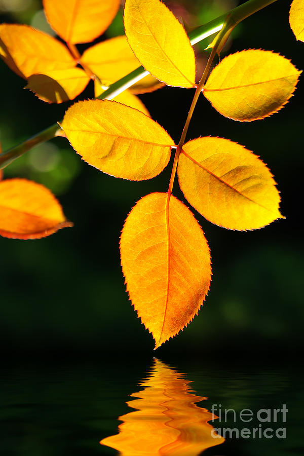 Fall Photograph - Leafs over water by Carlos Caetano