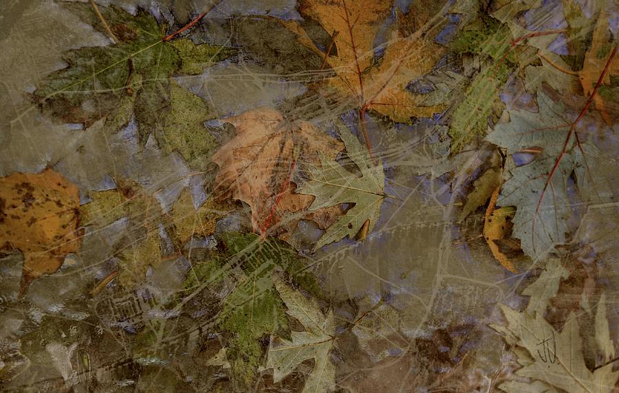 Leafscape Photograph by Jim Vance