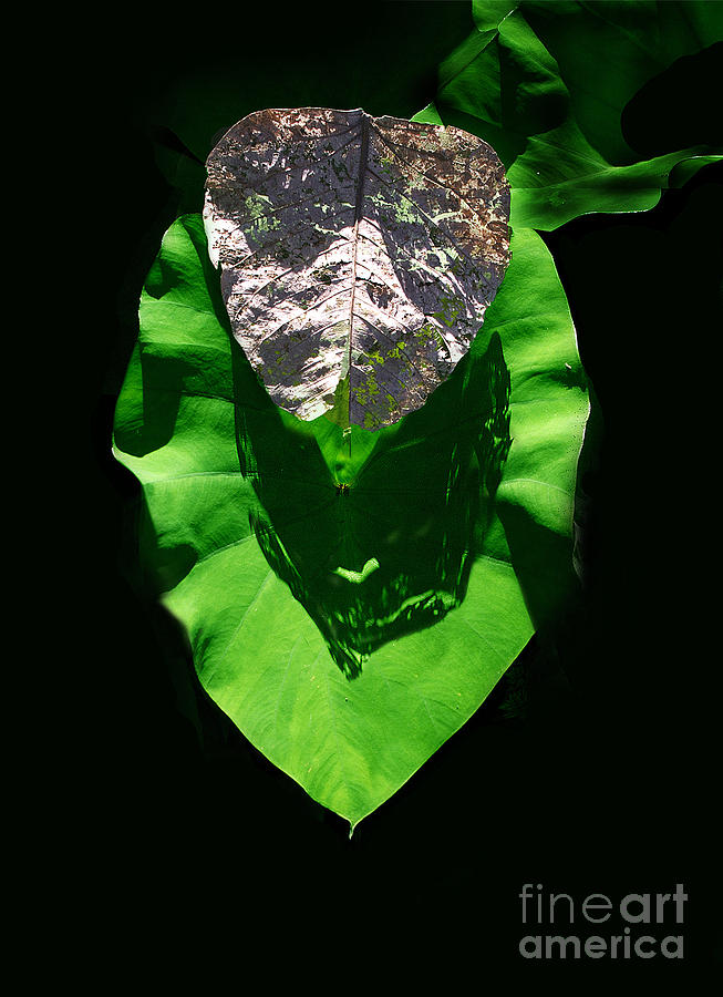 Leaf.Three layers Photograph by Viktor Savchenko