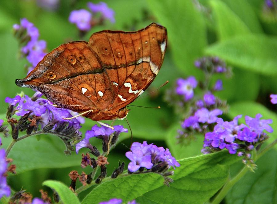 Leafwing butterfly profile Photograph by Ronda Ryan