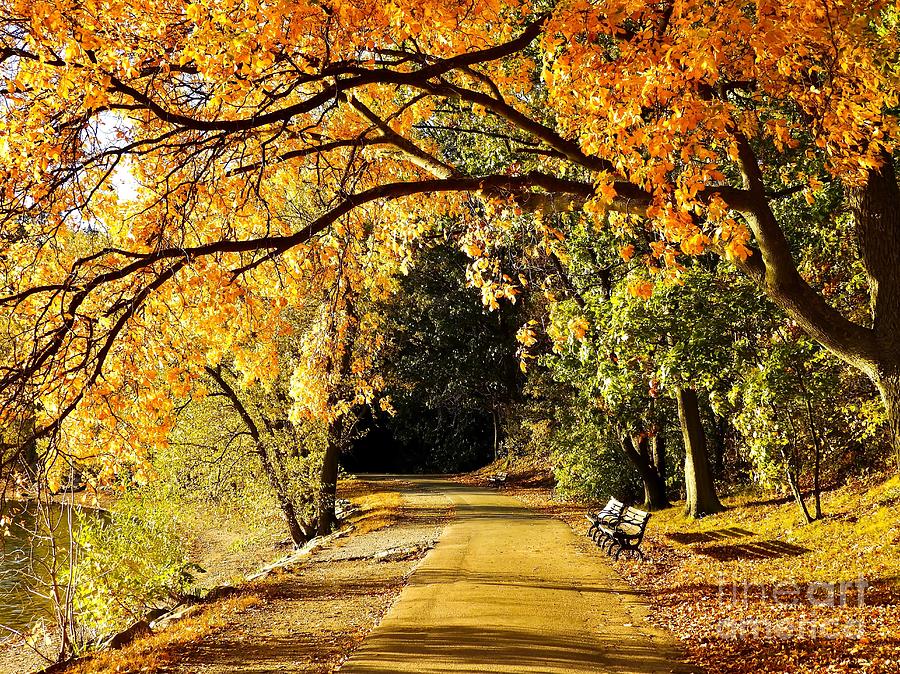 Leafy Arch Over Path Photograph by Beth Myer Photography
