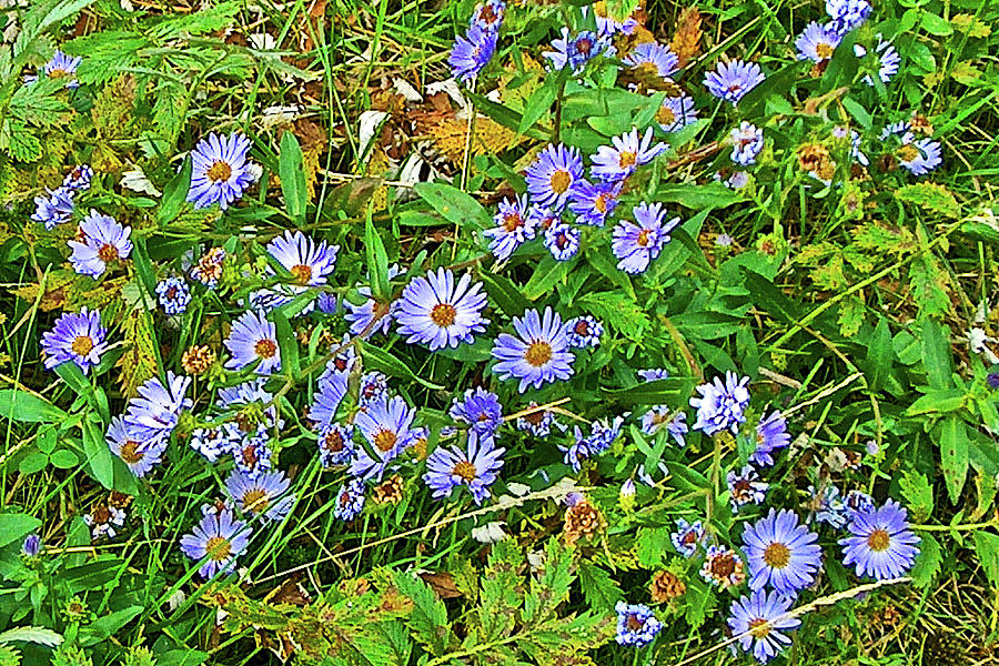 Leafy Asters in Heceta Head State Park, Oregon Photograph by Ruth Hager