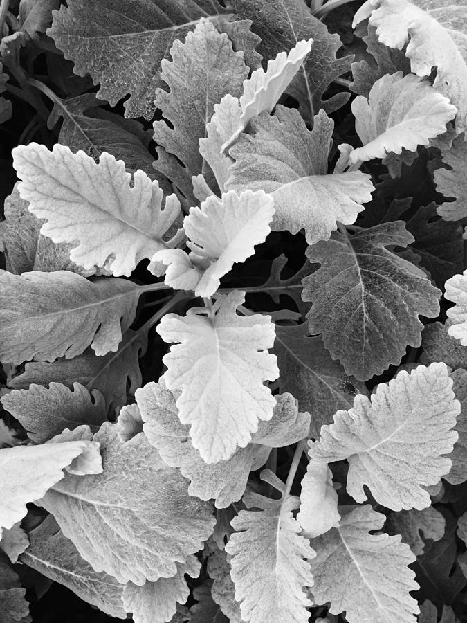 Leafy Contrast B W Photograph by David T Wilkinson