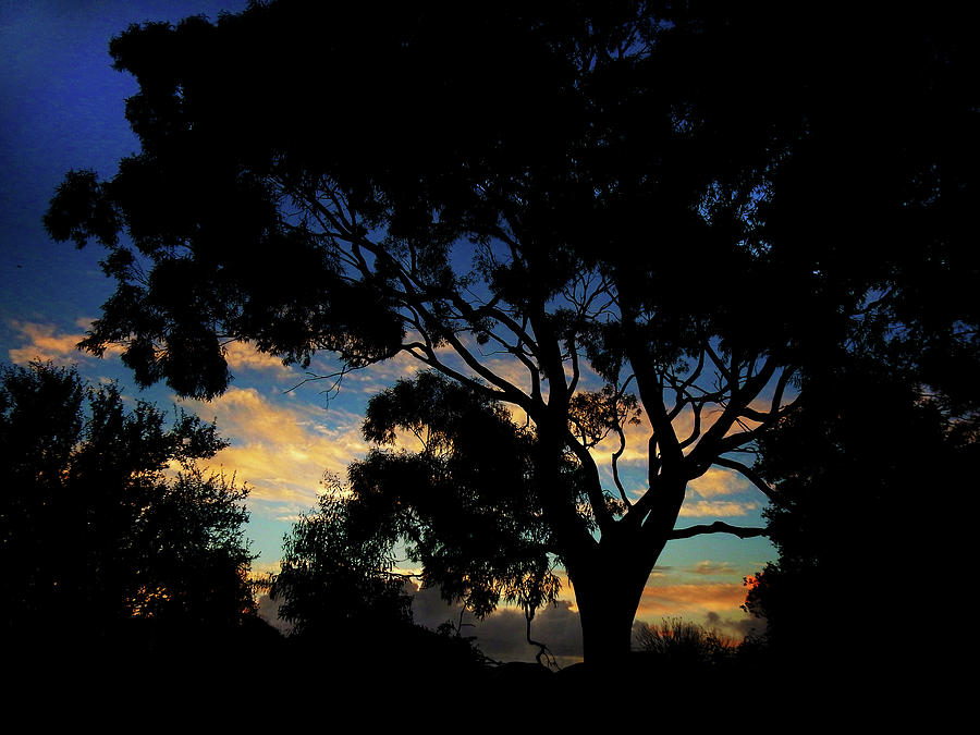 Leafy Dawn Photograph by Mark Blauhoefer