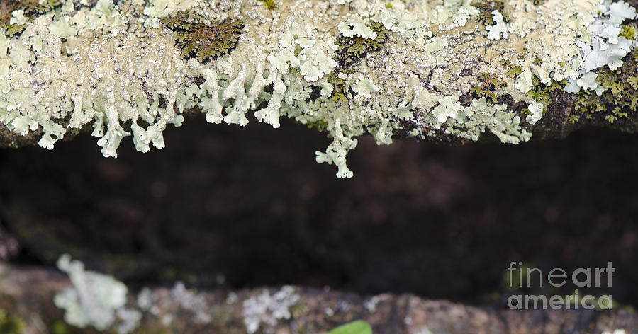 Leafy foliose lichen on a branch Photograph by Perry Van Munster