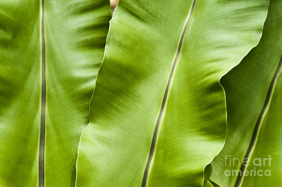 Leafy Green Photograph by Bill Brennan - Printscapes