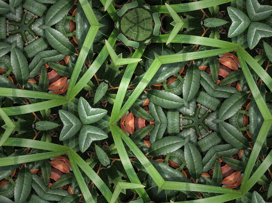Nature Photograph - Leafy Greens by Sylvan Adams Nature Photograph - Leafy Greens by Sylvan Adams