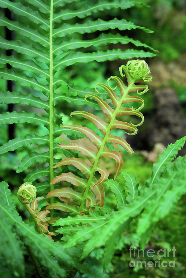 Leafy ladder Digital Art by Glenn Morimoto - Pixels