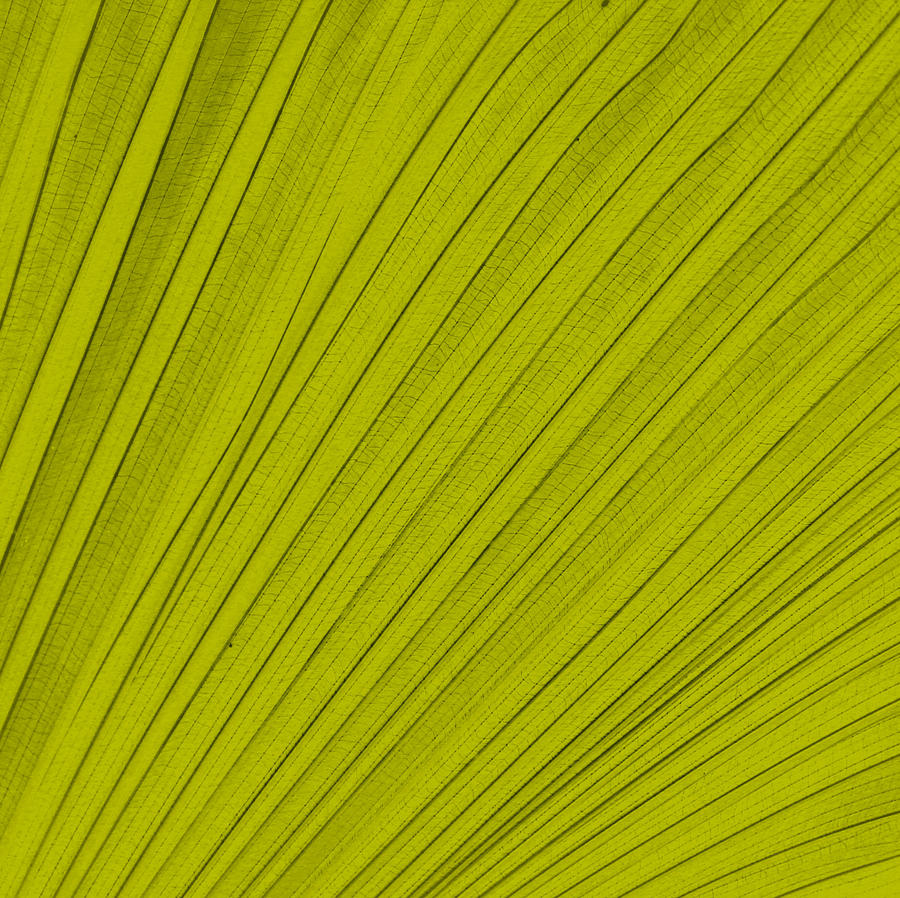 Leafy Leaf Digital Art by Michelle Calkins