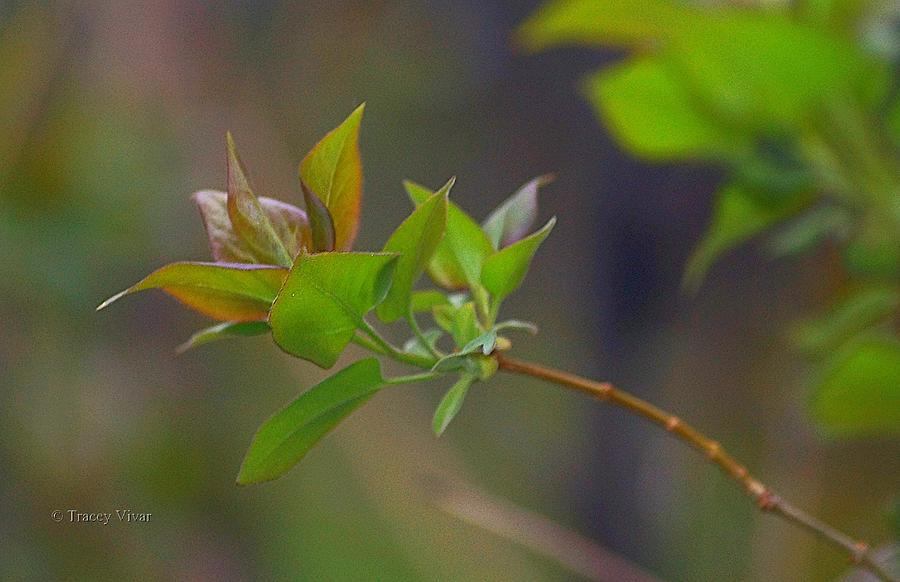 Leafy Lilac Branch Photograph by Tracey Vivar