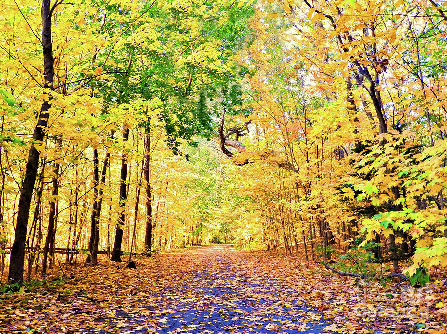 Leafy Path Photograph by Beth Myer Photography