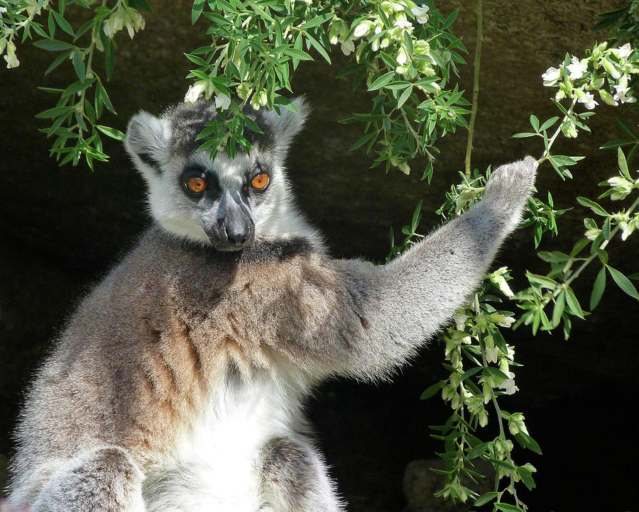 Leafy Patterned Lemur Photograph by Margaret Saheed