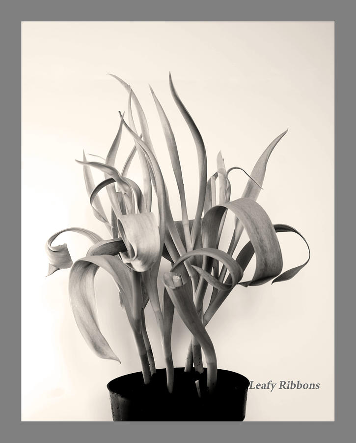 Leafy Ribbons in Shades of Gray Photograph by Margie Avellino