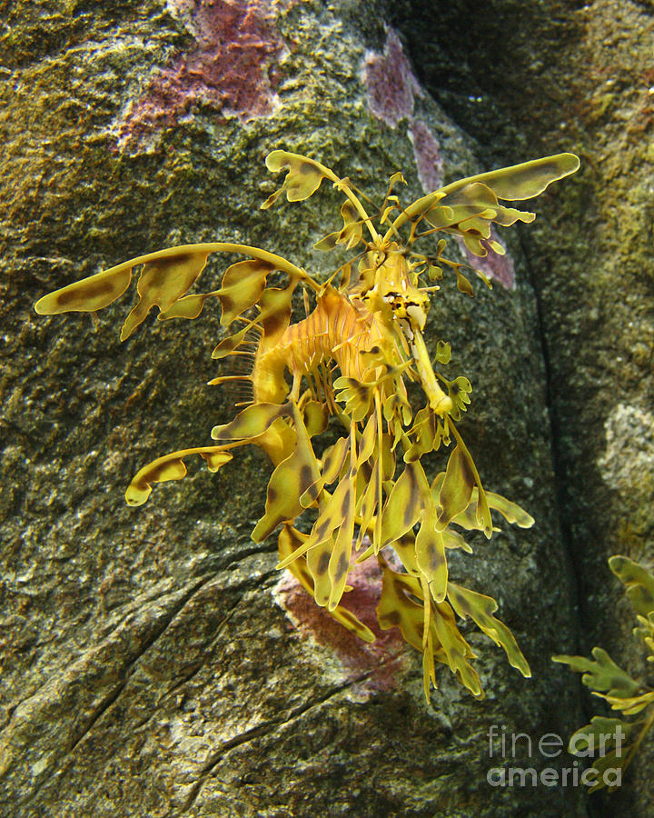 Leafy Sea Dragon Against Colorful Rocks Photograph by Max Allen
