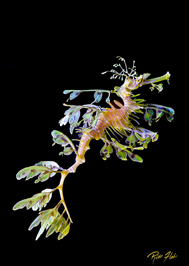 Leafy Sea Dragon in Blackness Photograph by Rikk Flohr