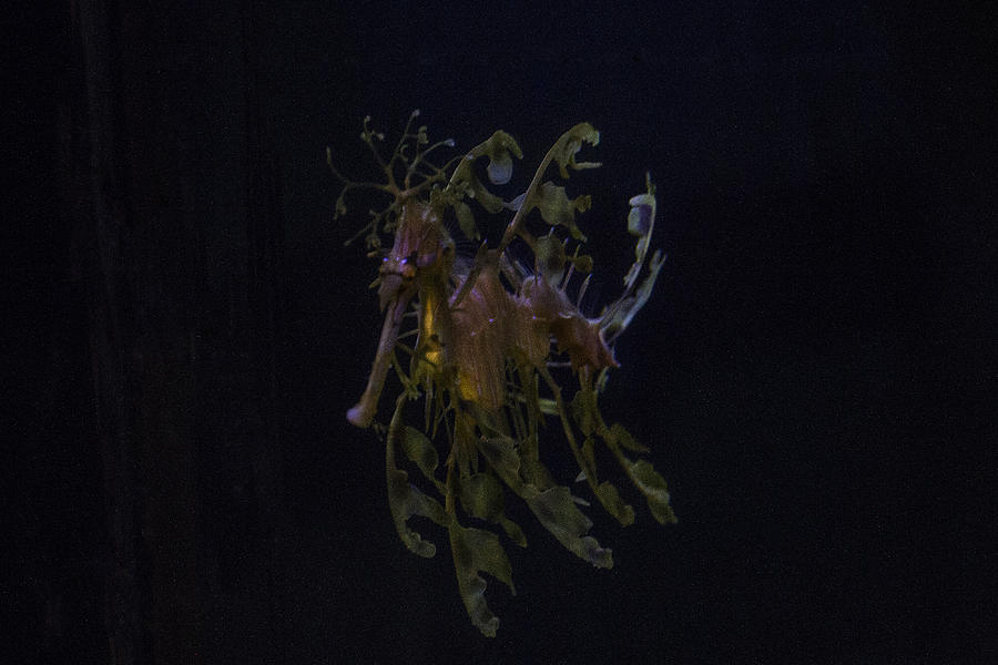 Leafy Sea dragon Photograph by Ruth Jolly