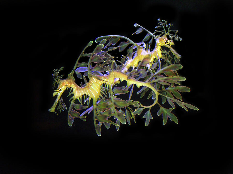 Leafy Sea Dragons Photograph by Anthony Jones