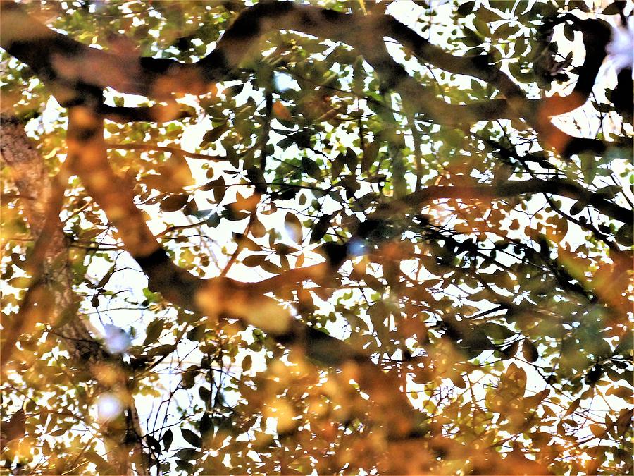 Abstract Photograph - Leafy Sky Abstract by Tom Horsch Photography