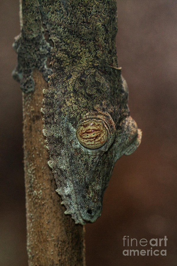Leafy tree Gecko  Photograph by Ruth Jolly