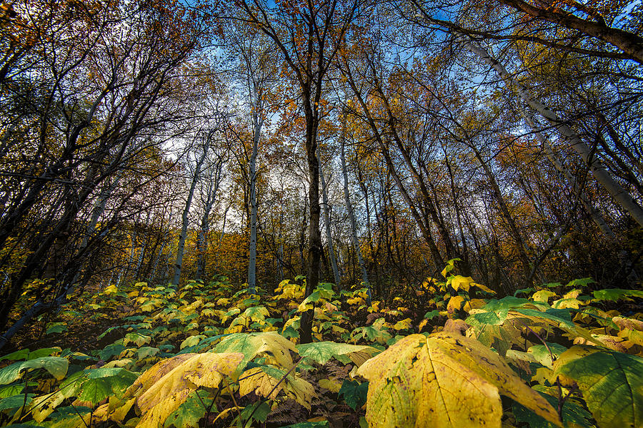 Leafy Yellow Forest Carpet Photograph by Michael Ash