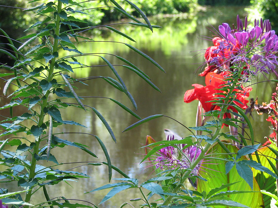 Flowers Still Life Photograph - Leamings Run 15 by Kevin  Sherf