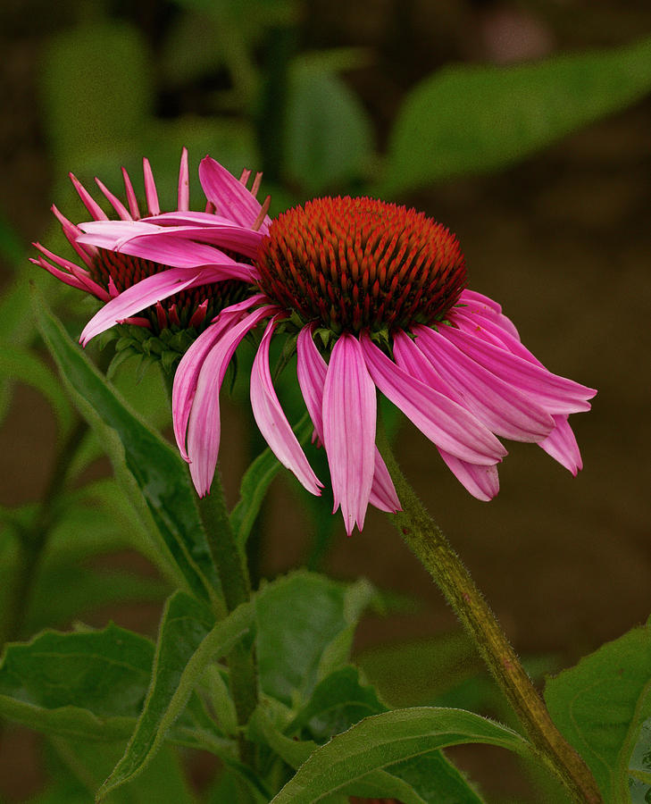 Leaning Echinacea  Photograph by Jean Noren